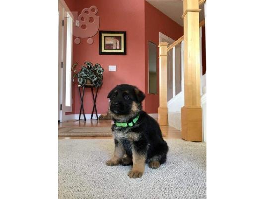 Boy German Shepards Έτοιμο
